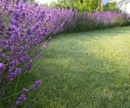 Rasenpflege Gartenpflege