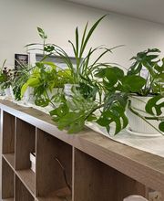 Rooted Chiropractic Club image 6