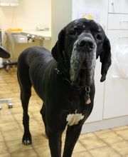 Cabinet Vétérinaire des Sources SA Bild 10