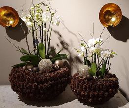 Blumen und Pflanzen Bild 9