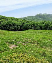 Art Imagery di Patrizia Garberi immagine 11