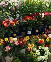 Blumen Kiosk Bild 3