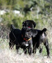 Chenil Des Fontaines image 4