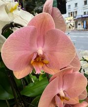 Ophélie Fleurs image 13