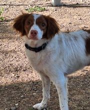 Adiestramiento Córdoba imagen 3