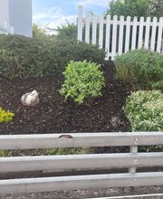 Lenhardts-Gartenpflege Bild 5