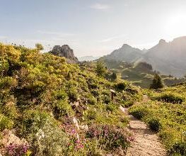 Botanischer Alpengarten Schynige Platte Bild 4
