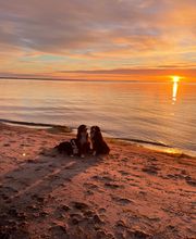 Super Hundeurlaub Bild 2