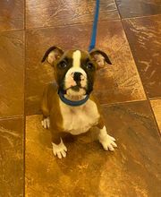 Green Summit Animal Clinic image 2