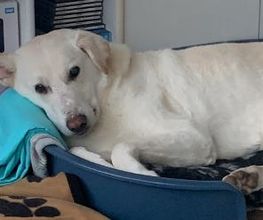 Hundebetreuung Oldies but Goldies Bild 9