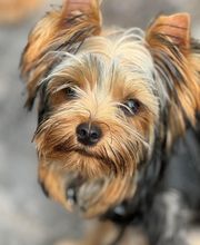 Armelle Toiletteuse Chiens Et Chats image 20