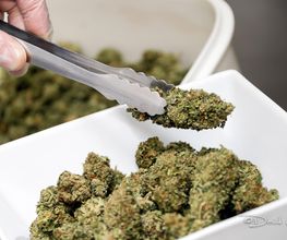 CbZen CBD image 3