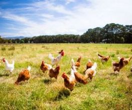 Pollo-de-campo-2.jpg