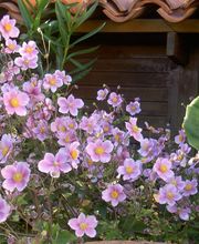 Pépinières Lafitte image 3