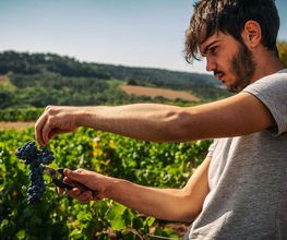 Vignerons de la Colline Eternelle image 1
