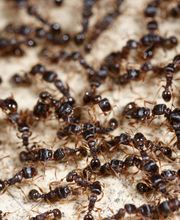 ant control service