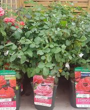 Gamm Vert Marans image 7