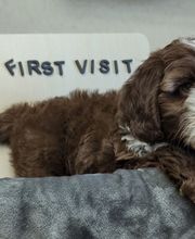 Lashley Animal Hospital image 11