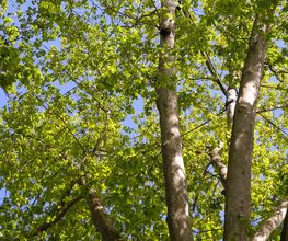 Les Artisans de L'Arbre Sarl Bild 9