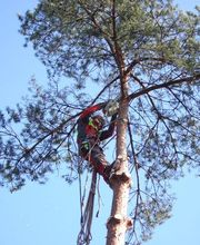 Markus Näf Baumpflege & Transporte