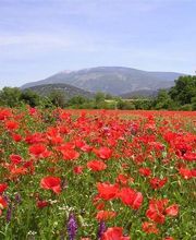 Residence Saint Louis image 12