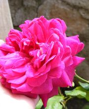 Conciergerie/Gérance de maison Haut Var image 14