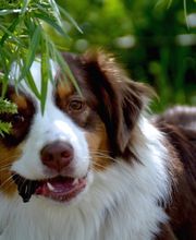 Dr. med. vet. Stephanie Adams - Tierverhaltenstherapie Bild 6