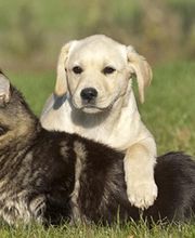 Clinique Vétérinaire du parc image 3