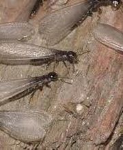 Peachtree Pest Control image 12