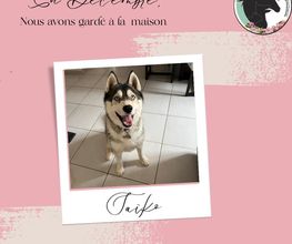 Equi'Canis Comportement image 3