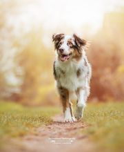 Beshepherd Tierfotografie - Sophie Lombeck Bild 11