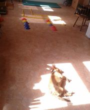 Dog Ways Hundecenter Bild 8