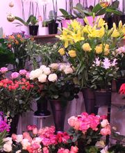 Isère Plantes image 2