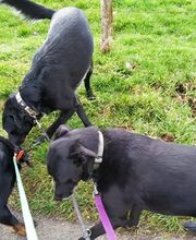 Le Monde de Sultan image 7