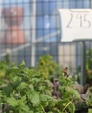 Breshear's Nursery & Greenhouse image 12