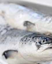 ERMA S.R.L. immagine 3