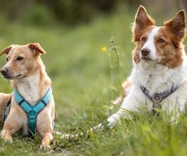 Bei Tier im Mittelpunkt finden Sie hochwertigen Hundebedarf – von gesundem Hundefutter über Snacks bis zu Ergänzungsfutter und natürlichen Zusätzen. Für Vitalität, Lebensfreude und ein langes, gesundes Hundeleben.