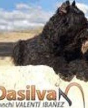 perros-dasilva3.png