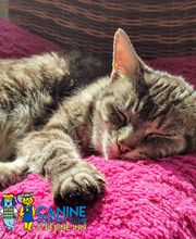 Canine Country Club & Feline Inn image 19