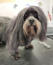 Lili Dog image 5