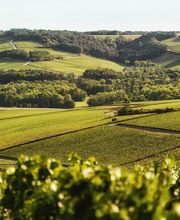 Champagne Chassenay d'Arce image 2