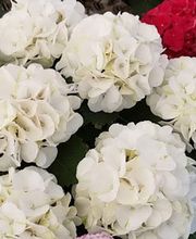 Blumen Steinhilber Weiden Bild 10