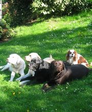 Die Schule der Labradorfreunde Bild 4