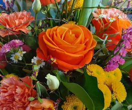 Blumen und Pflanzen Bild 1