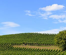 Weingut Saxer AG Bild 1