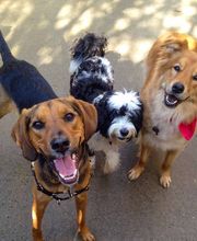 Fido Fido Dog Daycare & Boarding image 9