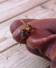 Doualle Frédéric Pour la Beauté de Vos Jardins image 6