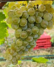 Cantina Böscioro Bild 6