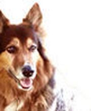 Hunde-Schule Manuela Albrecht - I han en Hund ... ja und?! Bild 1