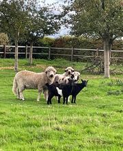 L'Ilot Pomme Cottage image 4